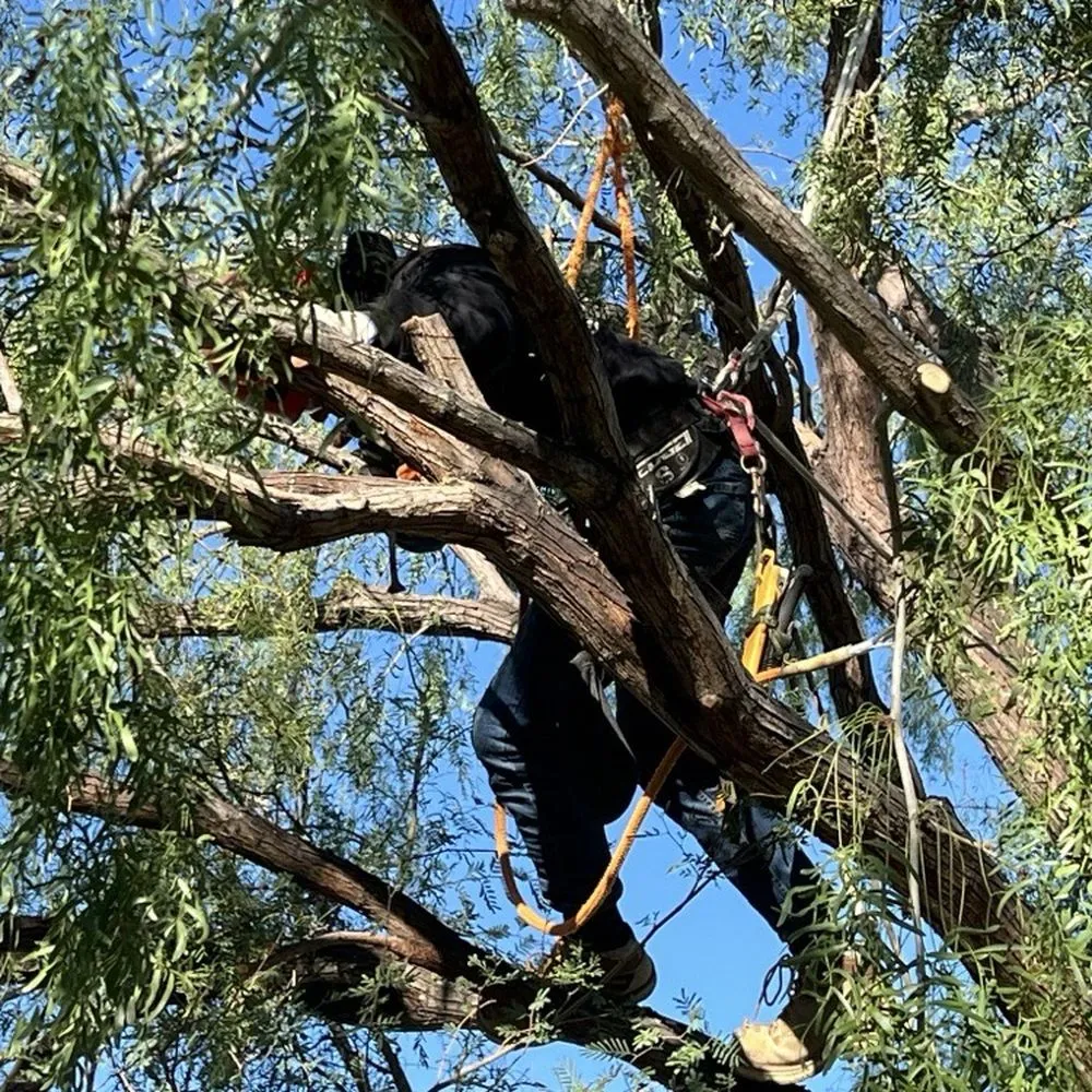 Arborist Tree Pruning Reno