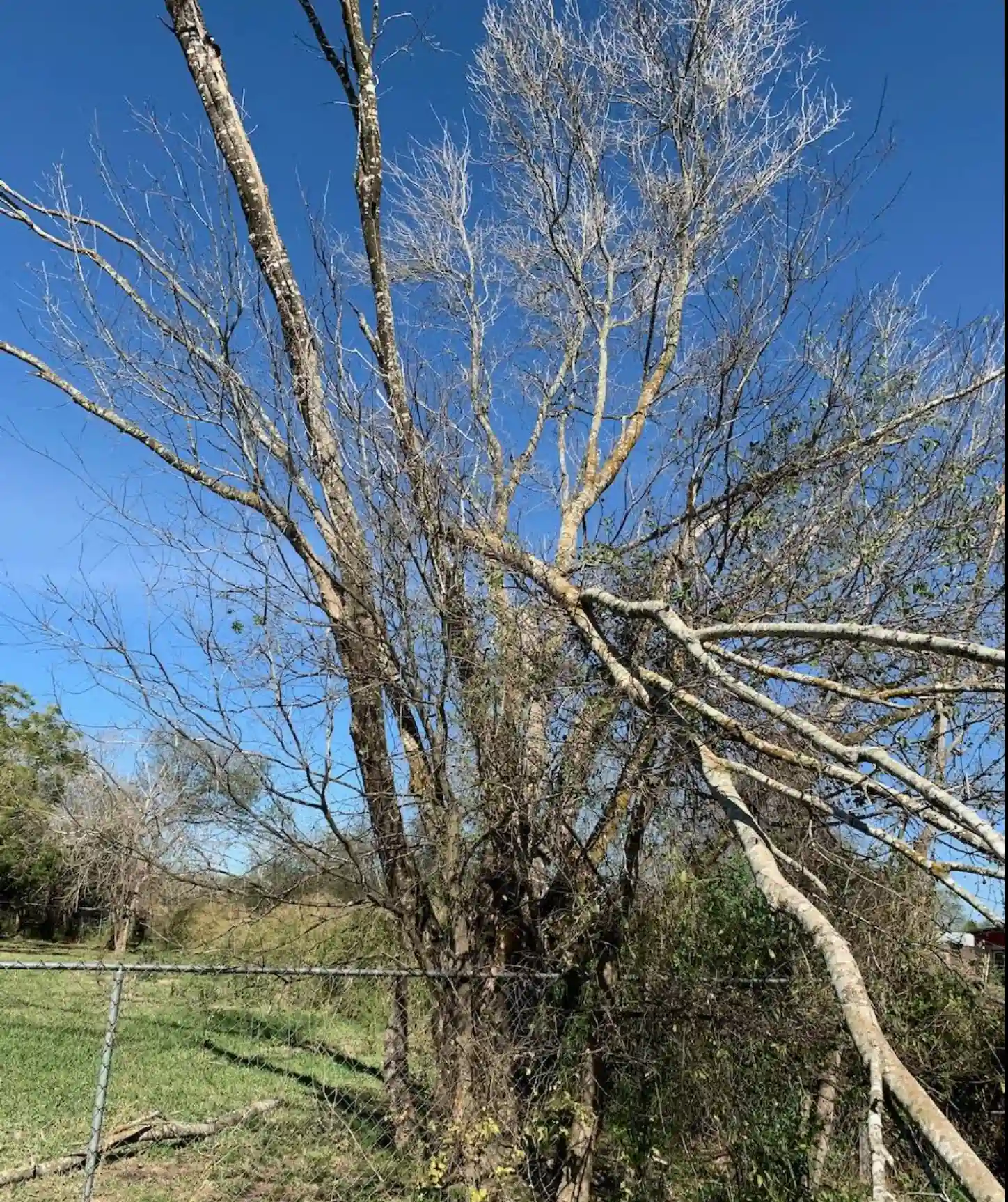 Brush Removal Reno