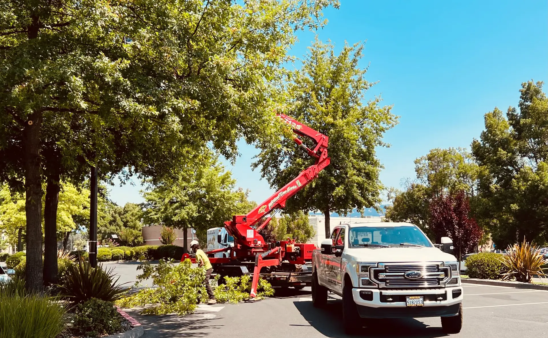 Commercial Tree Trimming