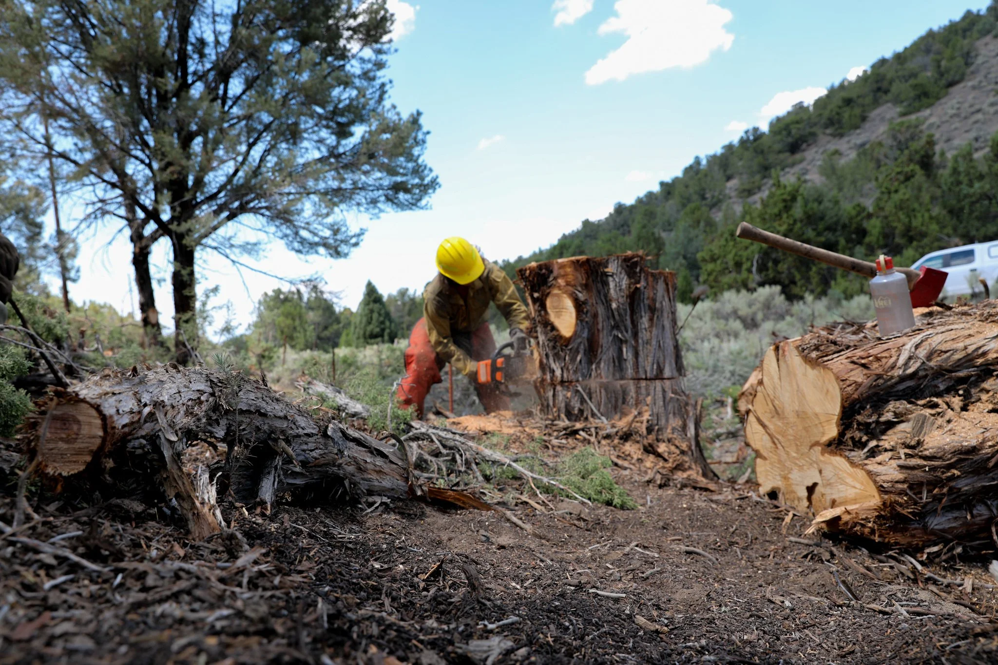 Fire Mitigation Tree Service