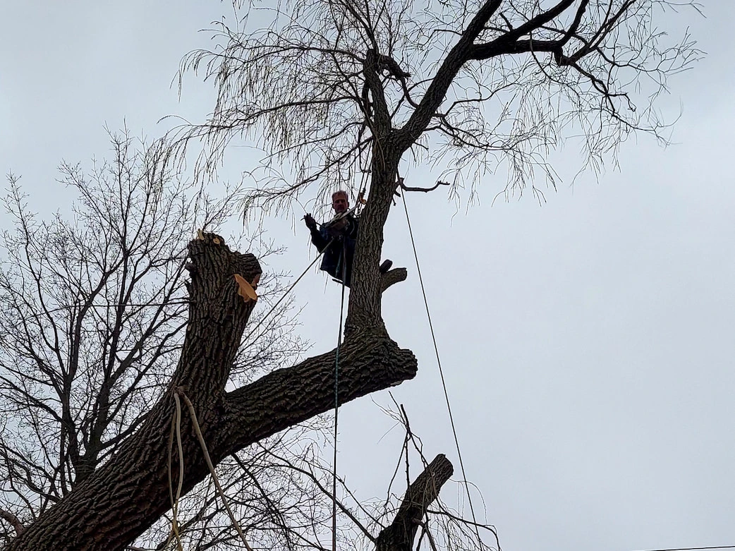 Hazardous Tree Removal