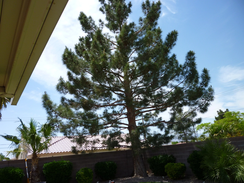 Pine Tree Trimming