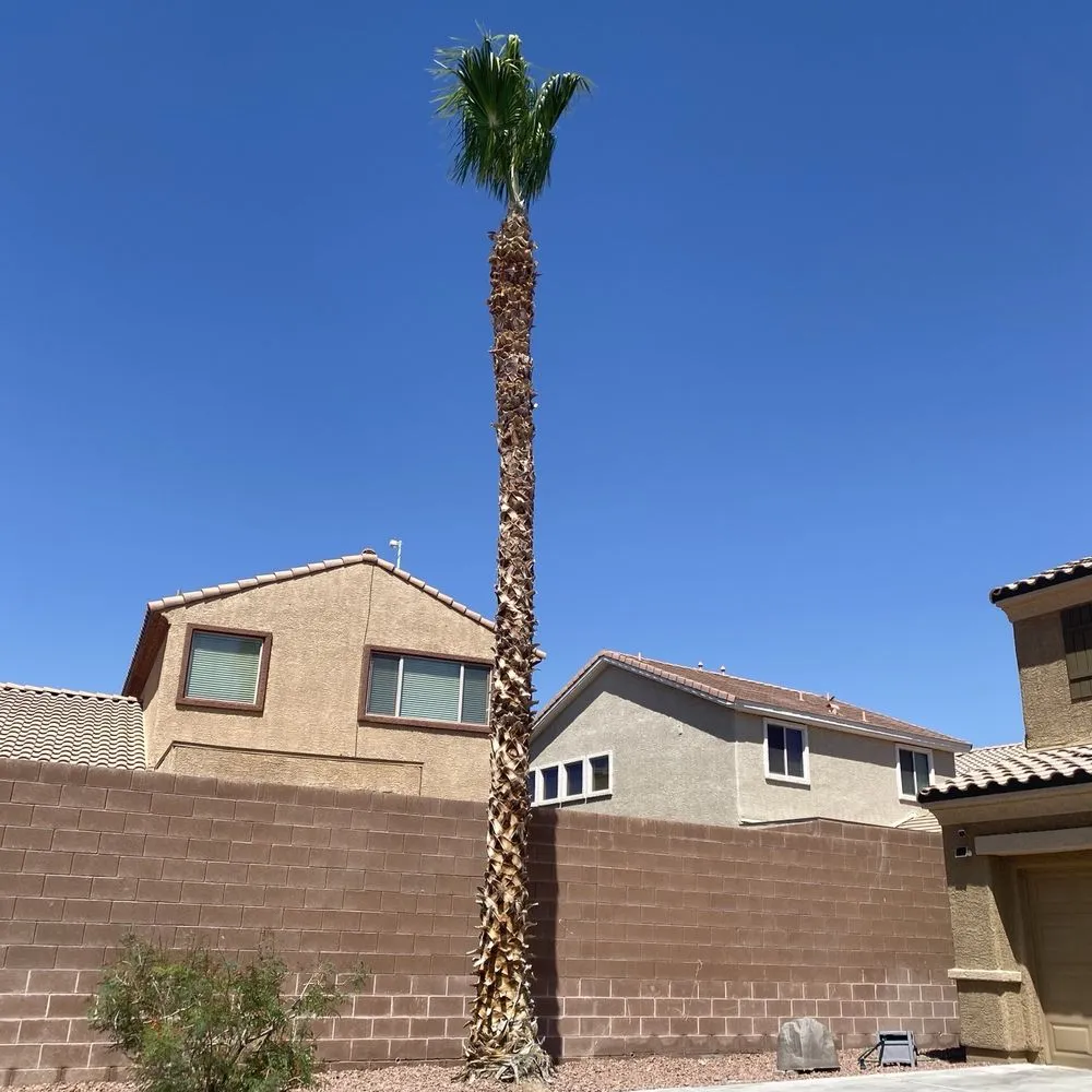 Residential Tree Care Reno