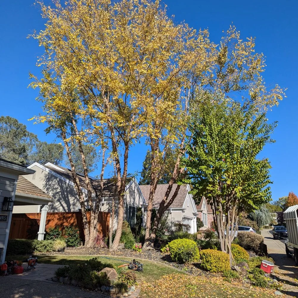 Residential Tree Service Reno
