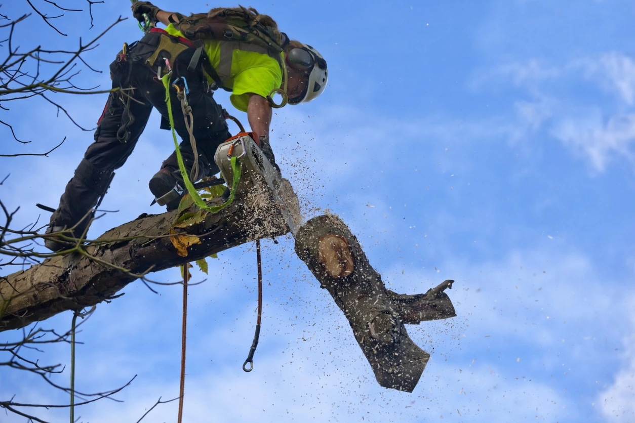 Residential Tree Service