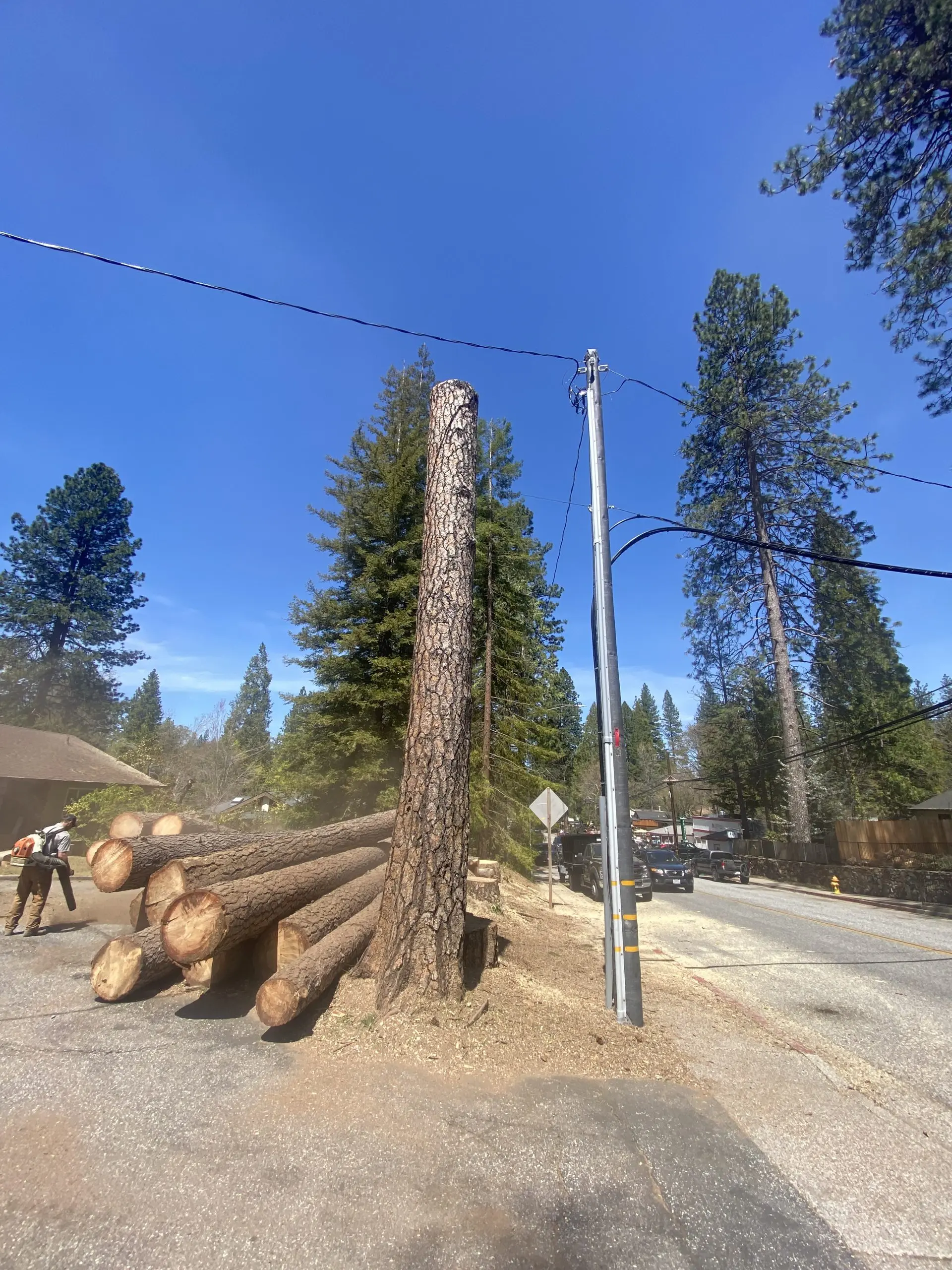 Tree Cutting Service