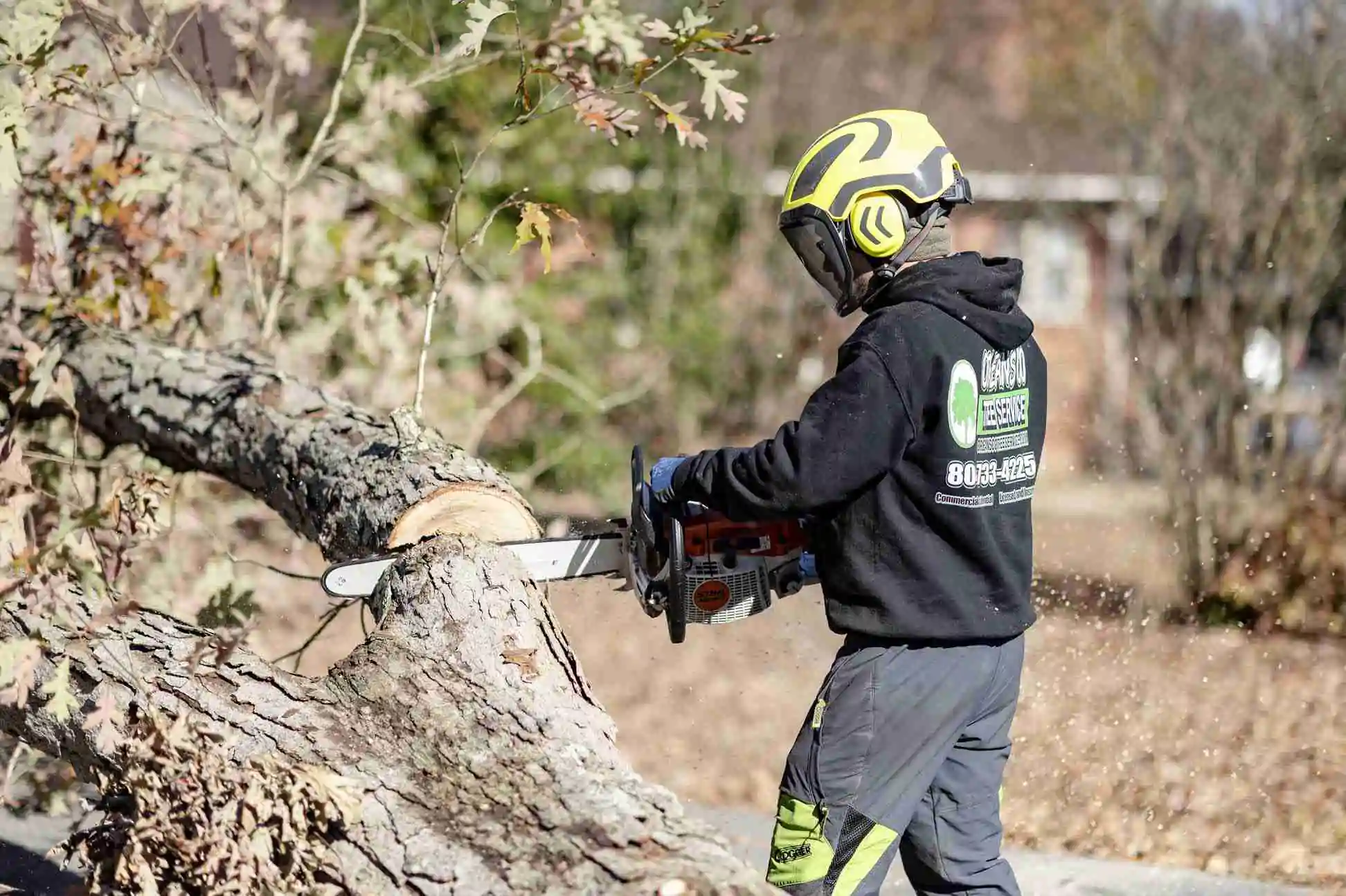 Tree Health Care