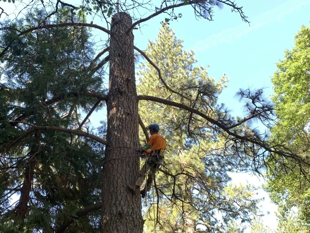 Tree Limb Removal