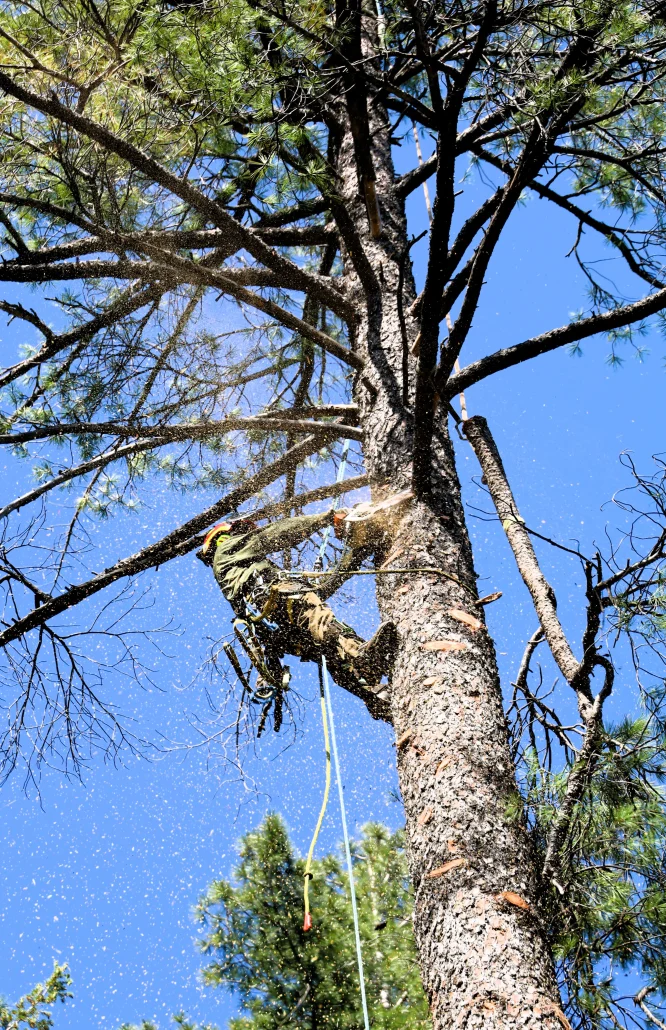 Tree Pruning Service