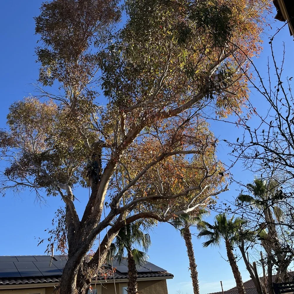 Tree Risk Assessment