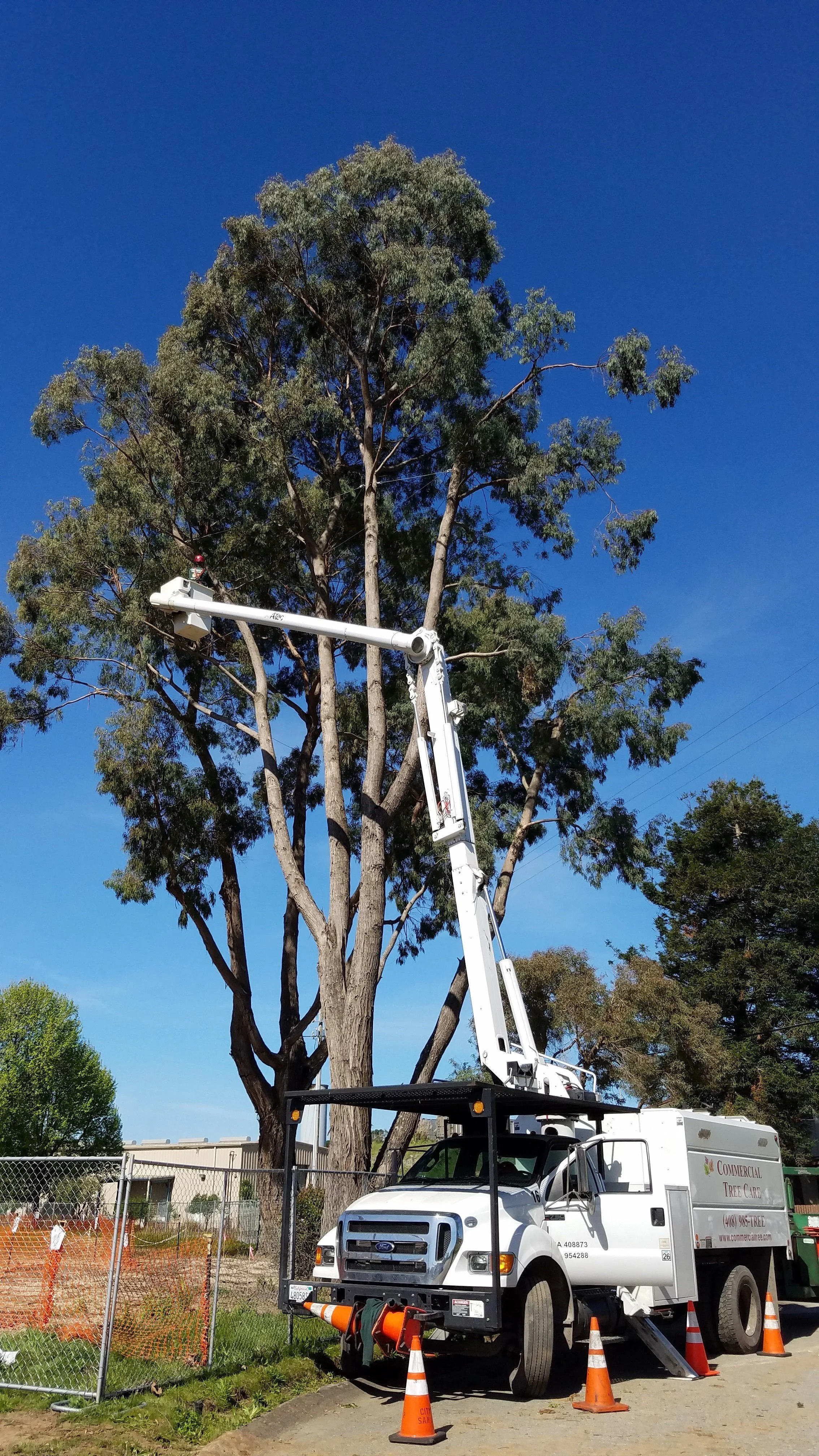 Tree Service Reno NV