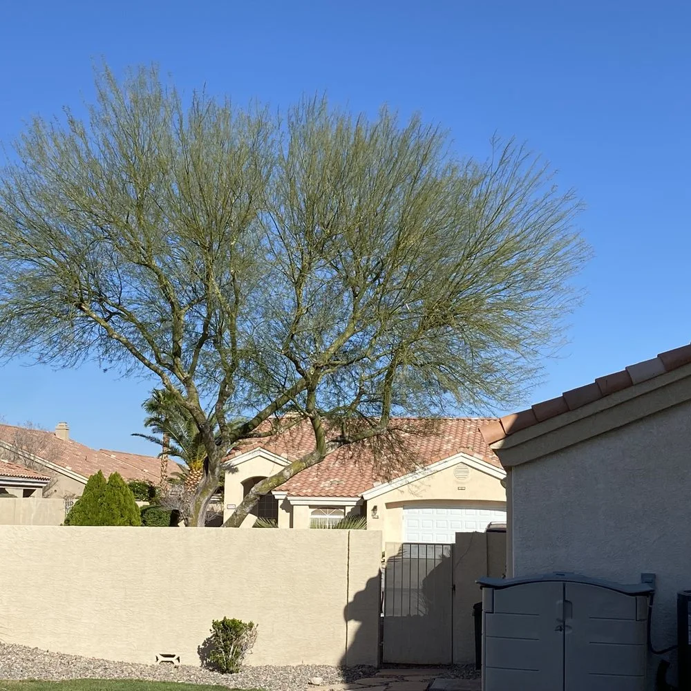 Tree Trimming Reno