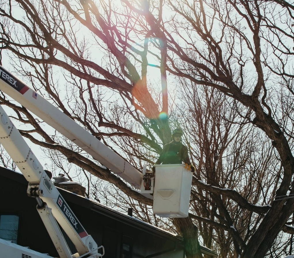 Tree Trimming Service